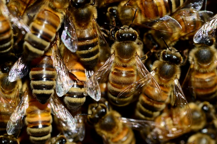 Albinele sunt detectoare naturale de explozibili / foto: Pixabay