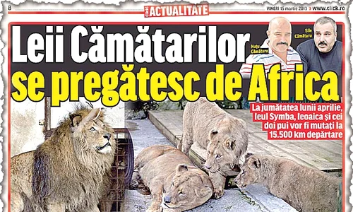 Aşa arată acum  unul din cei doi pui de leu ai  interlopului (Fotografii: Dana Mihai) jpeg