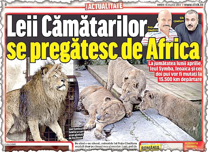 Aşa arată acum  unul din cei doi pui de leu ai  interlopului (Fotografii: Dana Mihai)