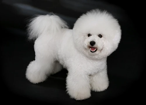 bichon jpg jpeg