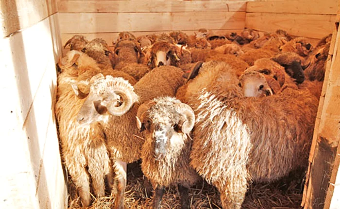 Nava Queen Hind s-a răsturnat în 24 noiembrie 2019 în Portul Midia