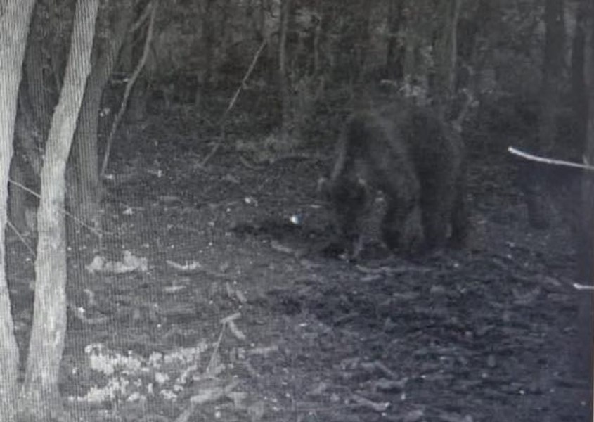 Alertă în Dolj. Un urs a fost fotografiat într-o pădure situată la 30 kilometri de Craiova. „Cum a ajuns ursul la câmpie?“