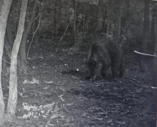 Ursul fotografiat în Pădurea Radovan, în județul Olt FOTO / Primăria comuna Întorsura