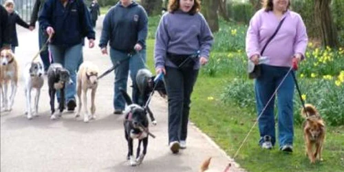 Pietrenii care au animale de companie sunt chemaţi să se civilizeze