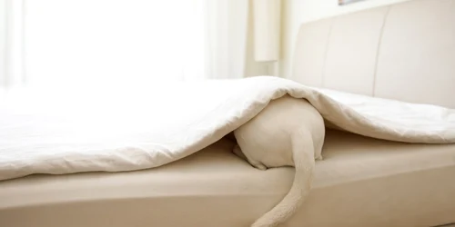 coada de caine sub patura  - frig FOTO Shutterstock 