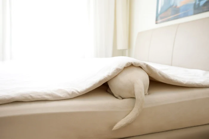 Luna februarie aduce precipitaţii puţine şi temperaturi moderate FOTO: Shutterstock