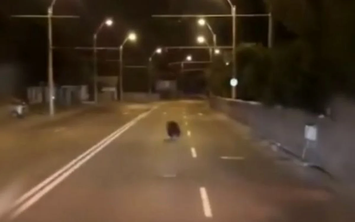 Ursuleţul alerga noaptea pe şoseaua de la intrarea în oraş