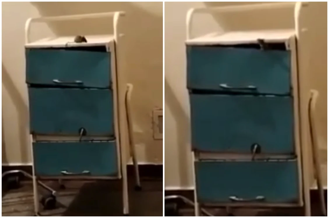 Șobolani au fost văzuți și pe holurile spitalului FOTO Captură video