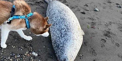 Animale marine moarte in Kamceatka FOTO Instagram/ snowave_kamchatka