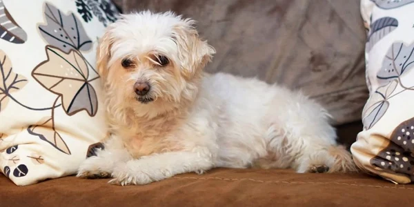 bichon bloc