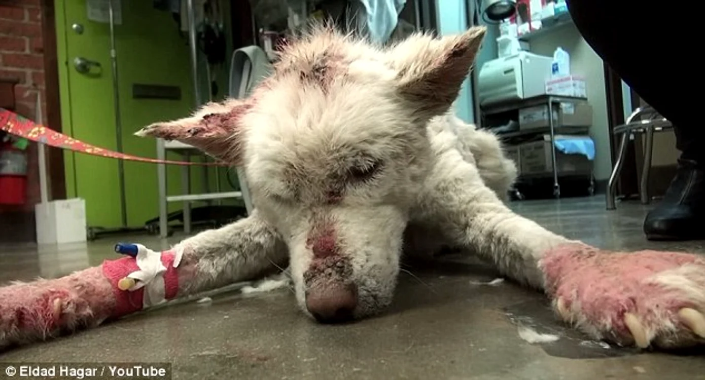 
    Când a fost găsit, câinele avea râie şi se afla într-o stare foarte proastăFoto: Daily Mail / Youtube  