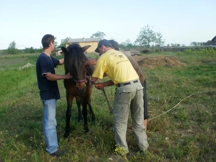 Dan Ignătescu (în galben, dreapta) şi Mircea Crăciun (în albastru, stânga) îngrijesc un cal sălbatic din Deltă