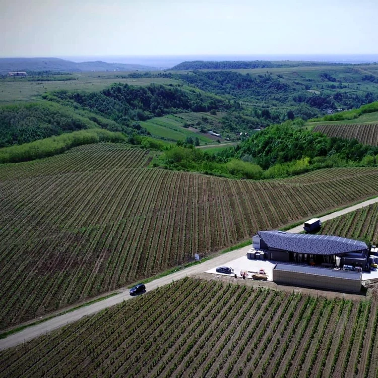 Podgoria de pe dealul Marcea din Argeş are 25 de hectare de viţă de vie FOTO: Crama Marcea