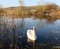 balta lebedelor hunedoara foto daniel guta adevarul