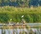 pasari din balta corabiei foto ovidiu optik nature photographer jpg