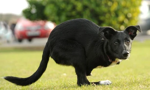 pay roo the wonderdog jpeg