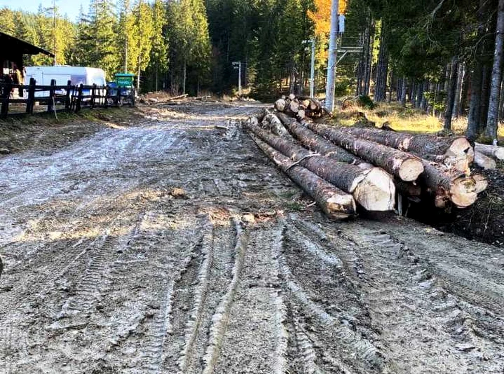 Preţul lemnului pentru foc a fost plafonat, Foto: Arhivă Adevărul