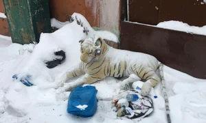Un tigru bengalez pe strada mea înzăpezită jpeg