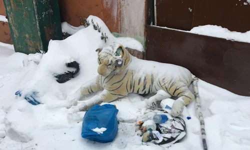 Un tigru bengalez pe strada mea înzăpezită jpeg