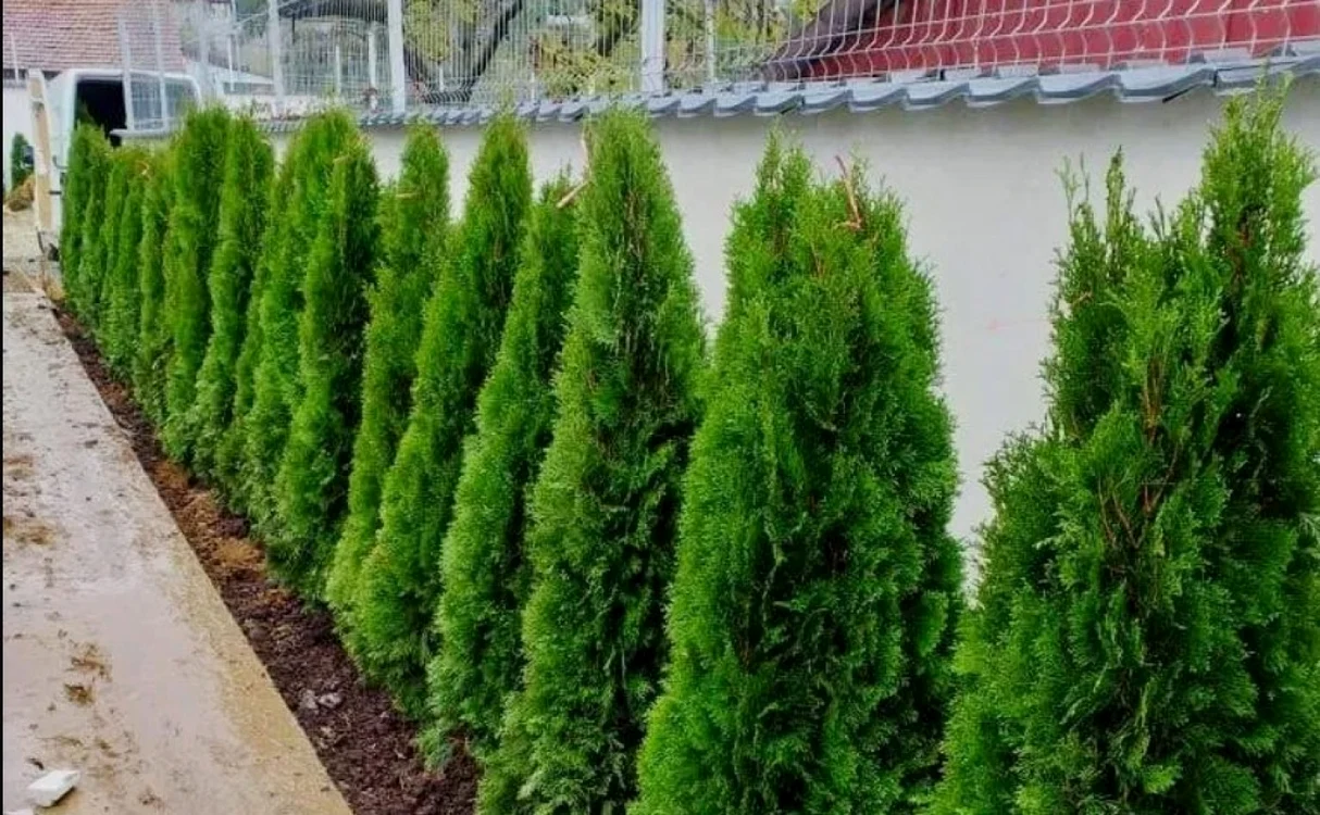 O sentinţă a Judecătoriei Avrig stabileşte că tuia este gard viu şi poate fi plantat aproape de gardul vecinului FOTO olx.ro