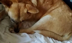 Cățelușa desfigurată cu petarde a primit numele Lia jpeg