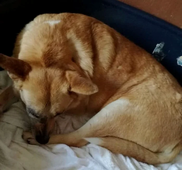 Cățelușa desfigurată cu petarde a primit numele Lia