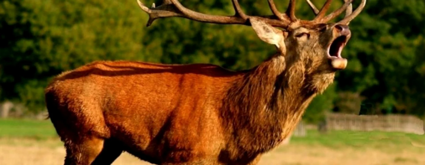 FOTO: romaniatv.ro