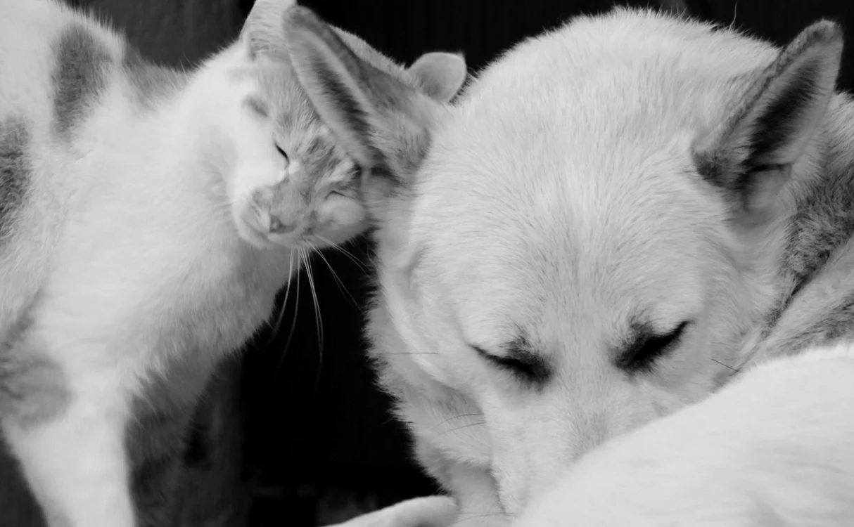 Veneţia a decis că cenuşa animalelor de companie poate fi depusă alături de rămășițele stăpânilor