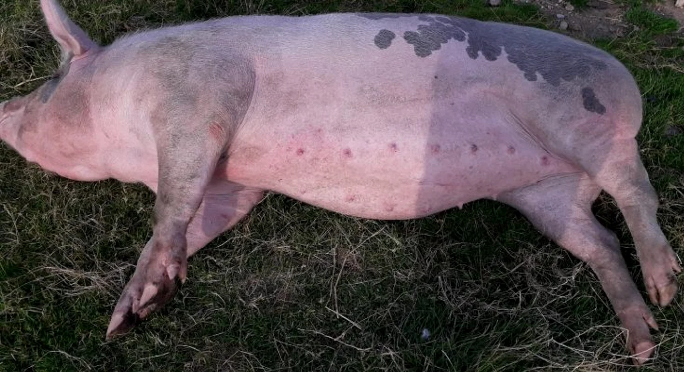 
    Inspectorii sanitar-veterinari avertizează că animalele moarte de pestă africană nu trebuie abandonate deoarece devin o bombă sanitarăFoto: radioimpactfm.ro  