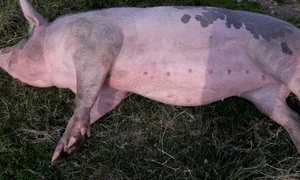 porci rau suceava jpeg