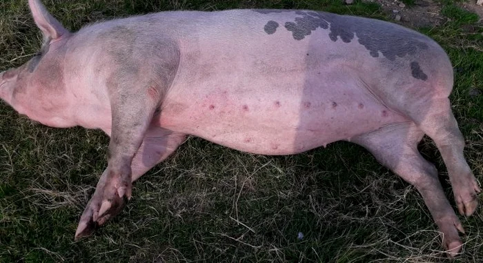 Inspectorii sanitar-veterinari avertizează că animalele moarte de pestă africană nu trebuie abandonate deoarece devin o bombă sanitarăFoto: radioimpactfm.ro