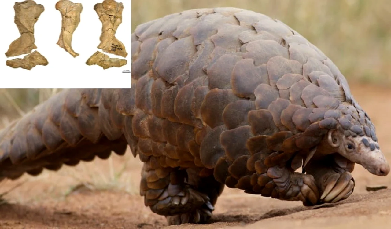 Pangolin - mamiferul cu solzi considerat veriga lipsă în lupta împotriva pandemiei de SARS - CoV-2 - şi fosilele de 2 milioane de ani descoperite în România; Foto Arkansas Research / Claire Terhune
