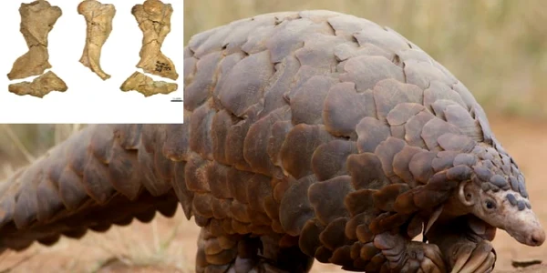 Pangolin - mamiferul cu solzi considerat veriga lipsă în lupta împotriva pandemiei de SARS - CoV-2 şi fosilele de 2 milioane de ani descoperite în România Foto Arkansas Research-Claire Terhune