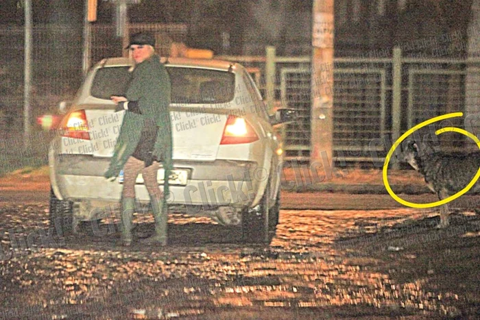 Maidanezi (Fotografii: Dorin Constanda/ mediafax)