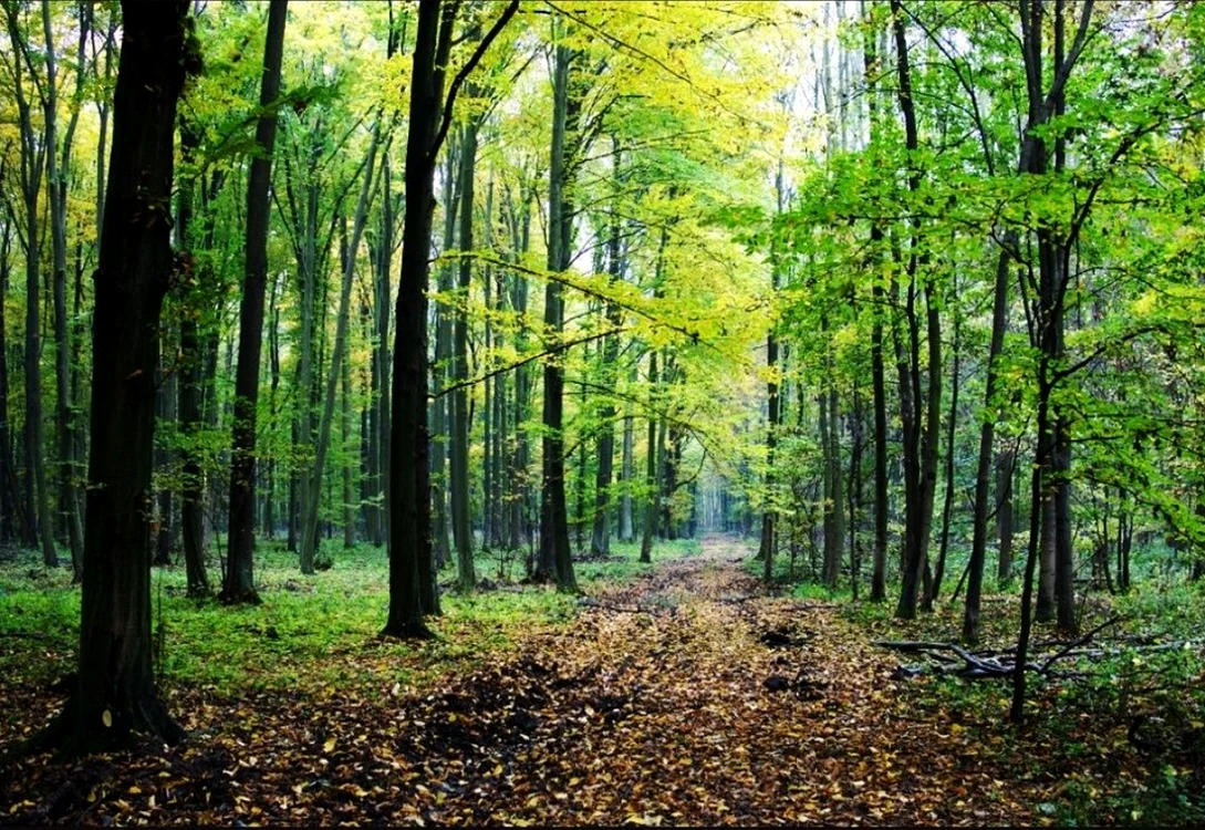 Codrul Buciumeni FOTO C. Crângan