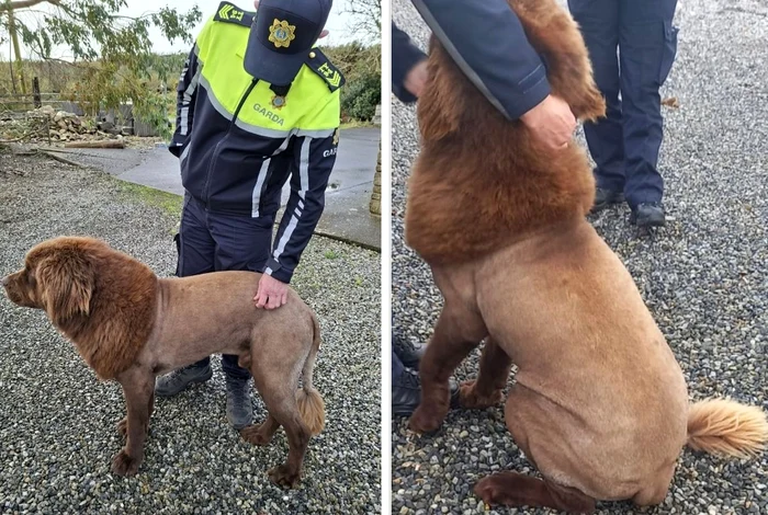 Câinele Mouse i-a speriat pe localnici cu tunsoarea sa neobișnuită (Foto: Instagram)