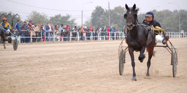 Derby de Trap la Hipodromul Ploiești. Foto arhivă Adevărul