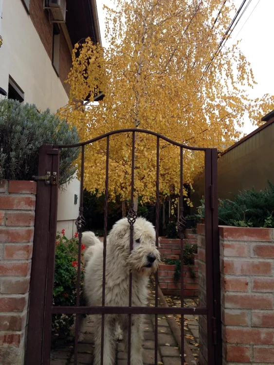 Prietenul de nădejde al lui Dan Negru a împlinit 8 ani