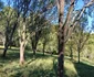 Livada ei din Maramureș