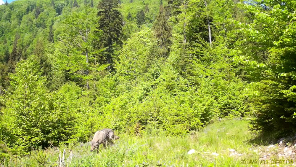 Lup filmat în timp ce se relaxează într-o pădure a Parcului Natural Apuseni VIDEO