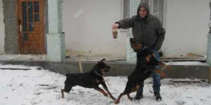 Proprietar a doi rottweileri, Claudiu preferă să îi ţină în curte.