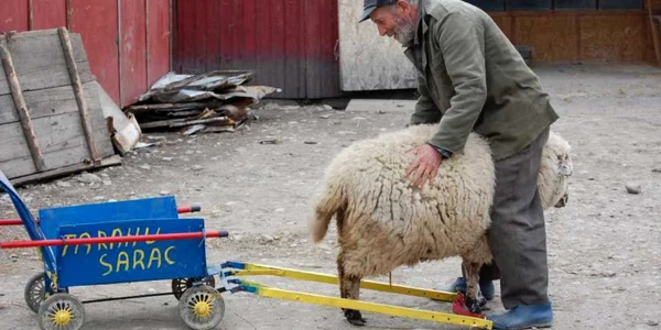 Ţăranul sărac şi oaia sa, "Frumuşica"