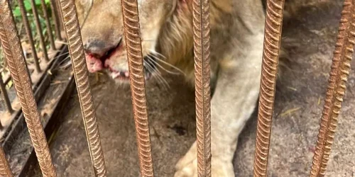 Celebrul leu Pretzel de la Kiev, grav rănit de ultimele atacuri cu bombe ale lui Putin asupra Ucrainei FOTO Facebook jpg