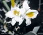 Imagine realizată cu Xiaomi Redmi Note 14 Pro 5G - orhidee Foto Daciana Stoica pentru Adevărul