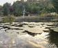 Orașul Jibou  Foto Daniel Guță ADEVĂRUL 41 jpg
