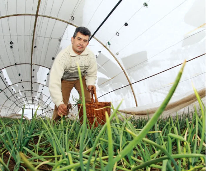 Din serele lui Romulus Teczeşiu vor ajunge în bucătăriile doritorilor produse proaspete