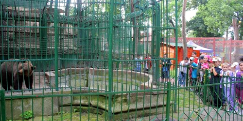Urşii au fost principala atracţie de la Zoo