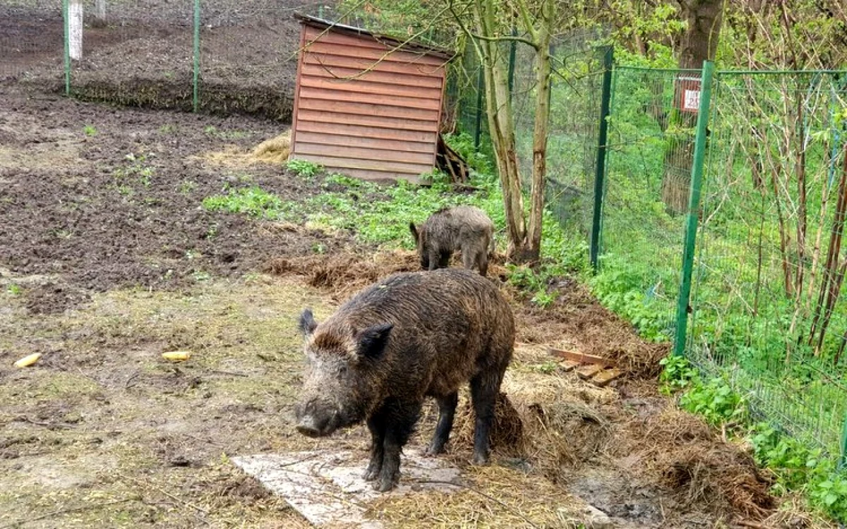 mistret folositi ca momeala vie foto iăj HUnedoara