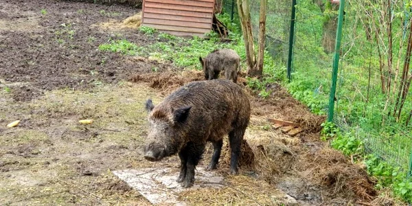 mistret folositi ca momeala vie foto iăj HUnedoara