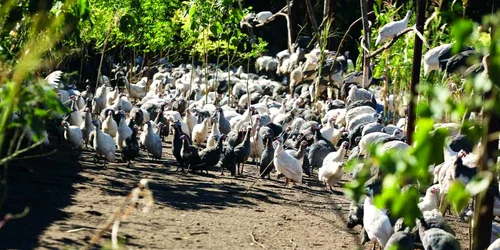 La crescătorie sunt mii de fazani